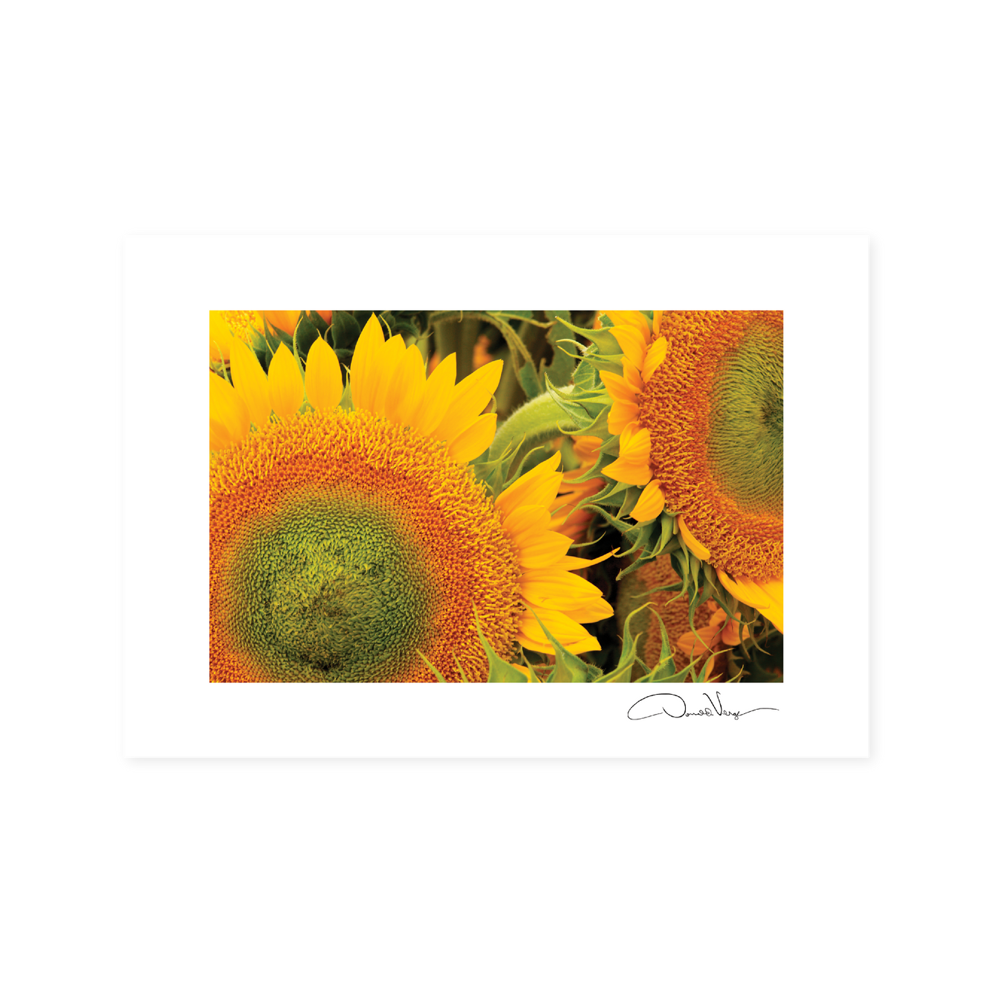 Farmers Market Sunflowers Postcard