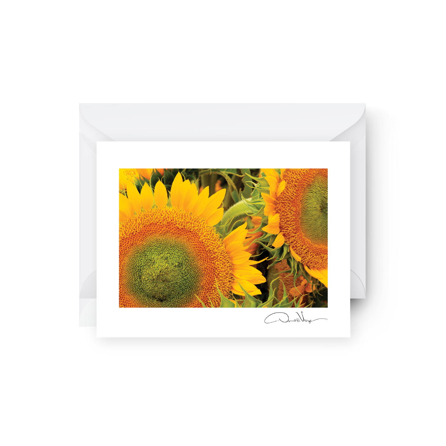 5 Flower, Landscape and Lighthouse Greeting Cards