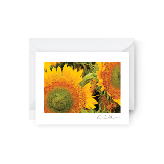 Farmers Market Sunflowers Blank Greeting Card