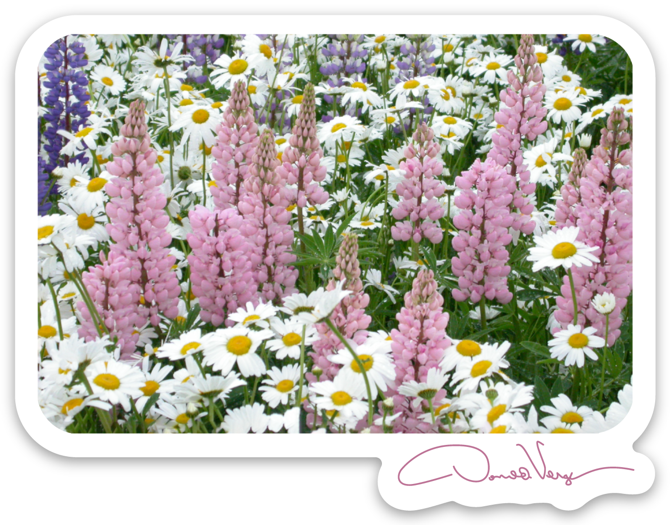 Lupine and daisy flowers sticker